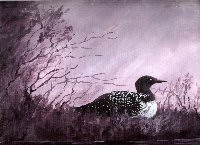 Loon at rest